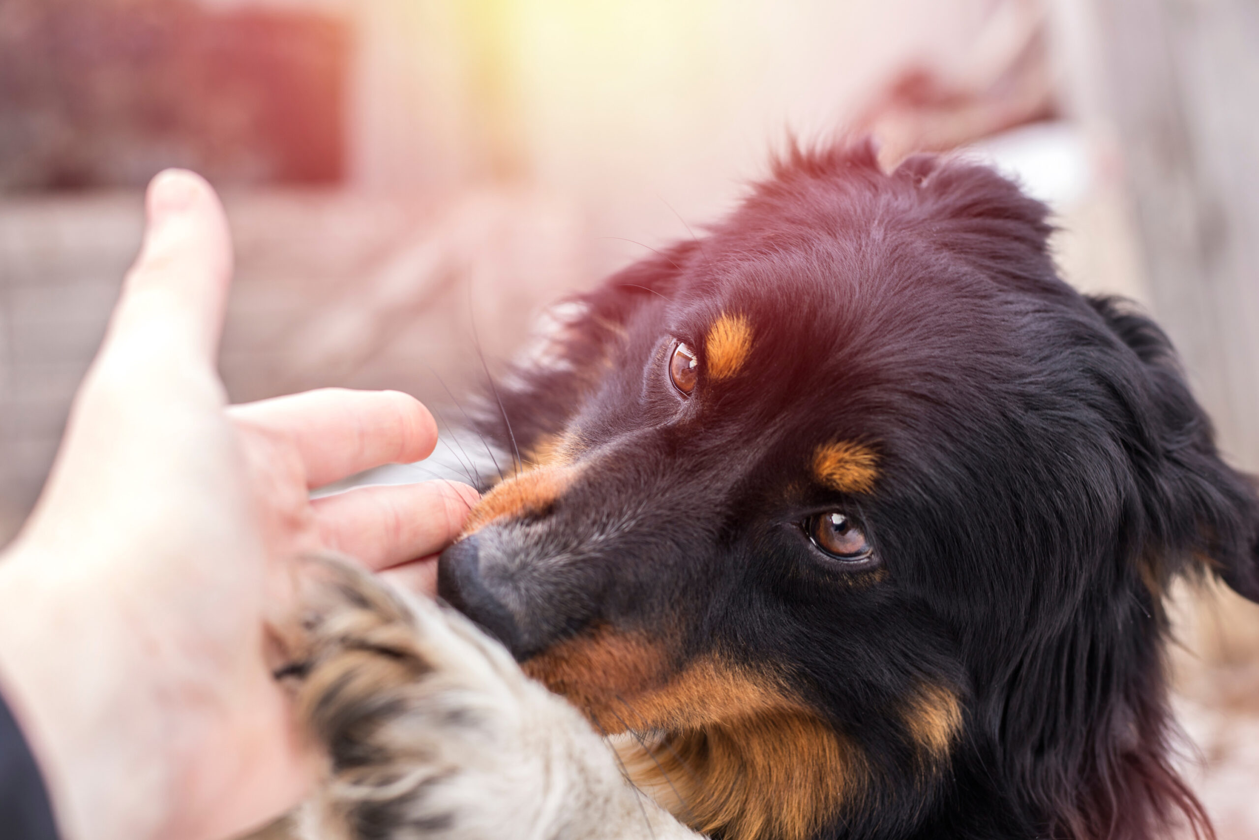 Collie with its paw in owners hand