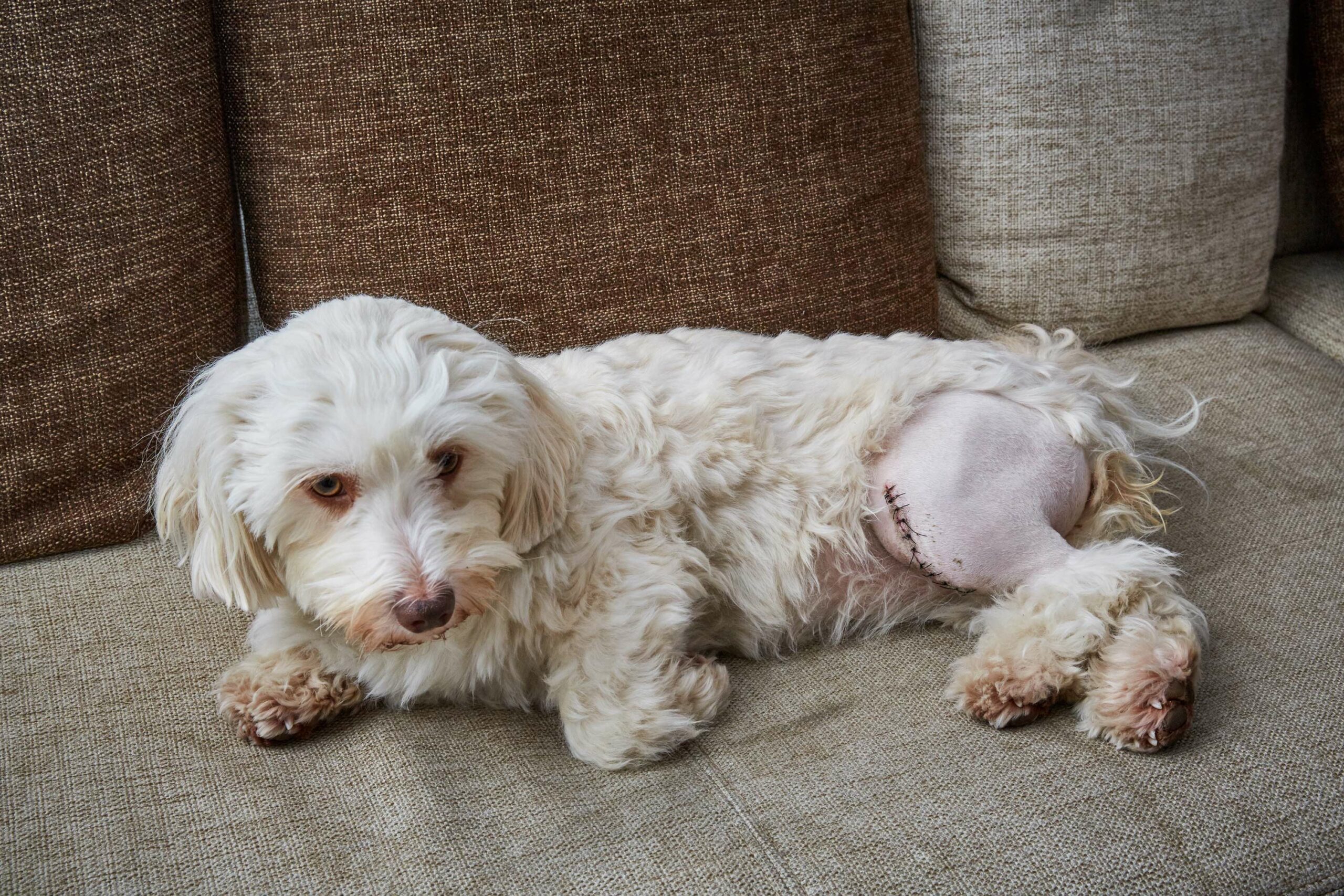 White dog on a sofa, recovering from cruciate surgery.