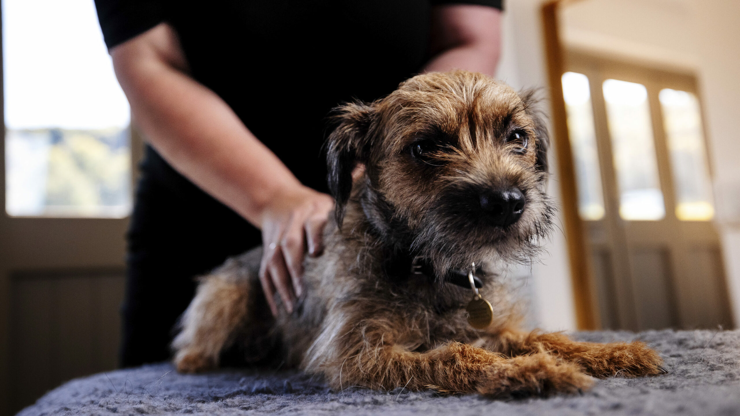 Border terrier on table with vets hands on its back. 