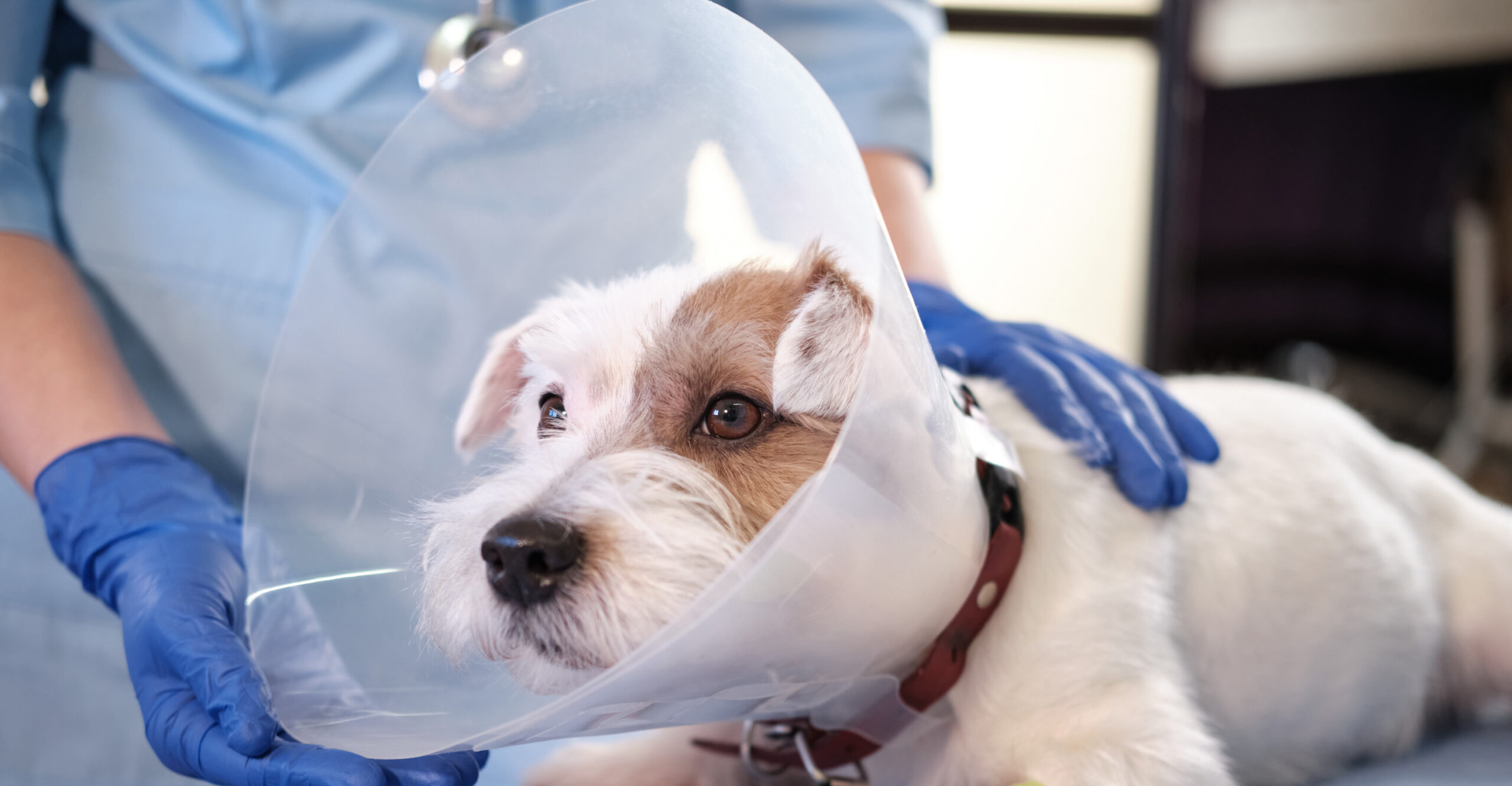 Jack Russell with cone around its head