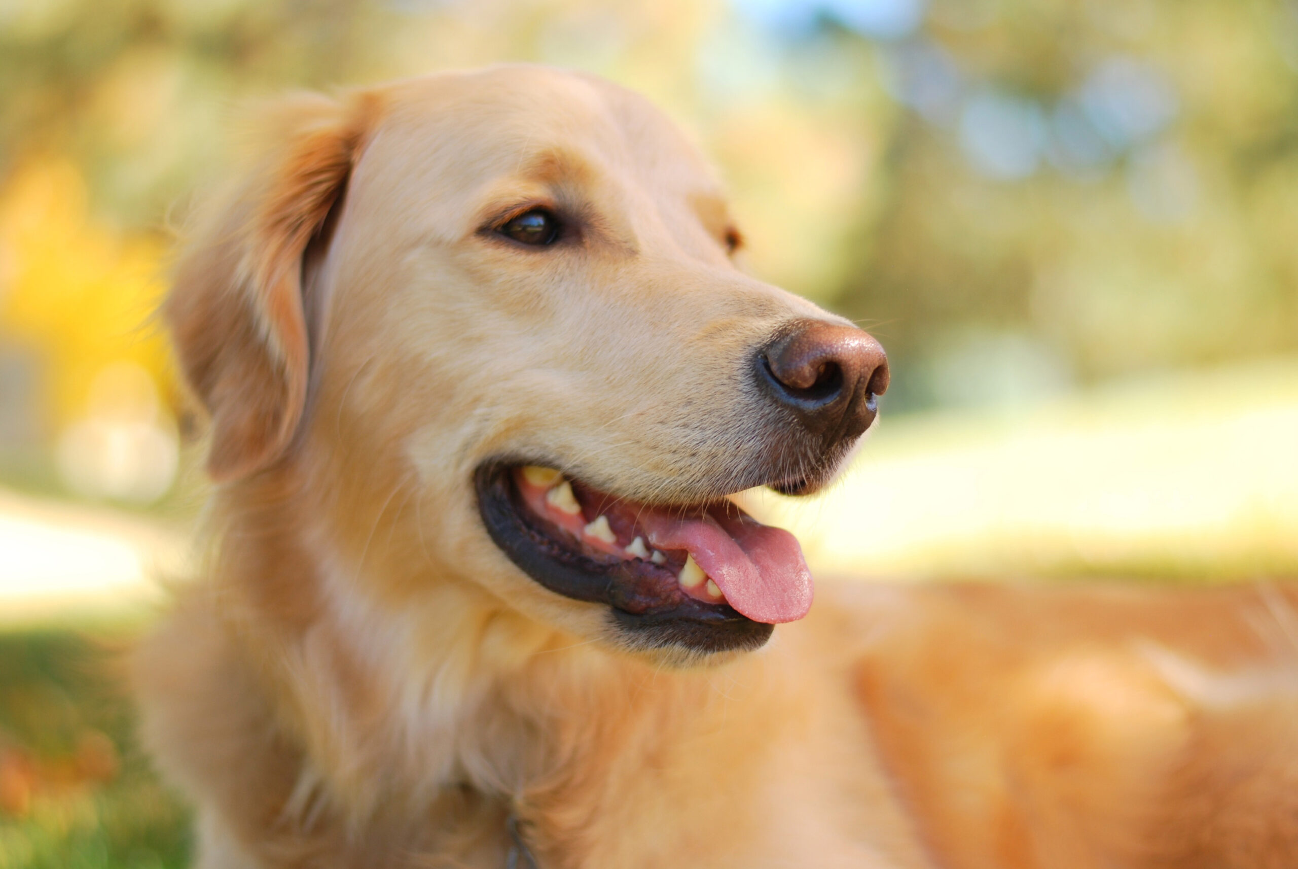 Golden Retriever sitting in the sunshine