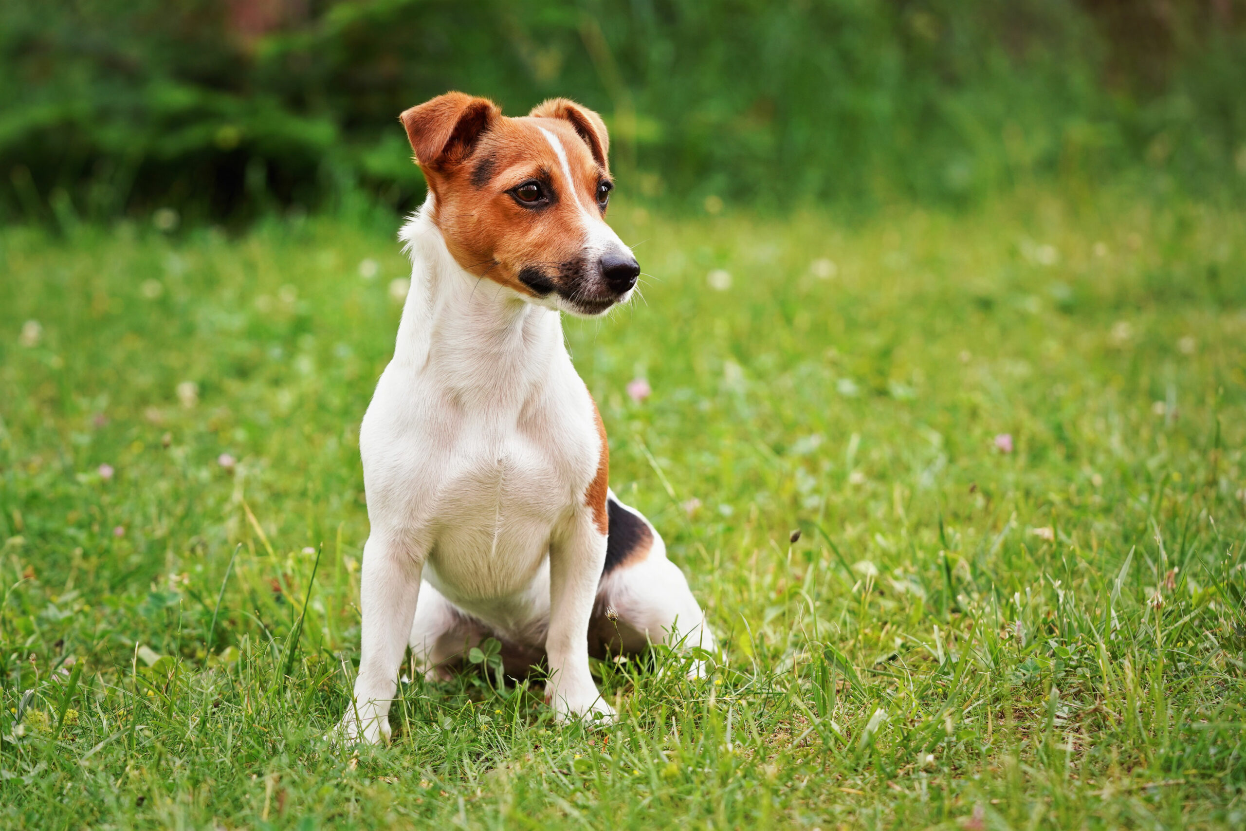 Alert Jack Russell Terrier sitting in a field