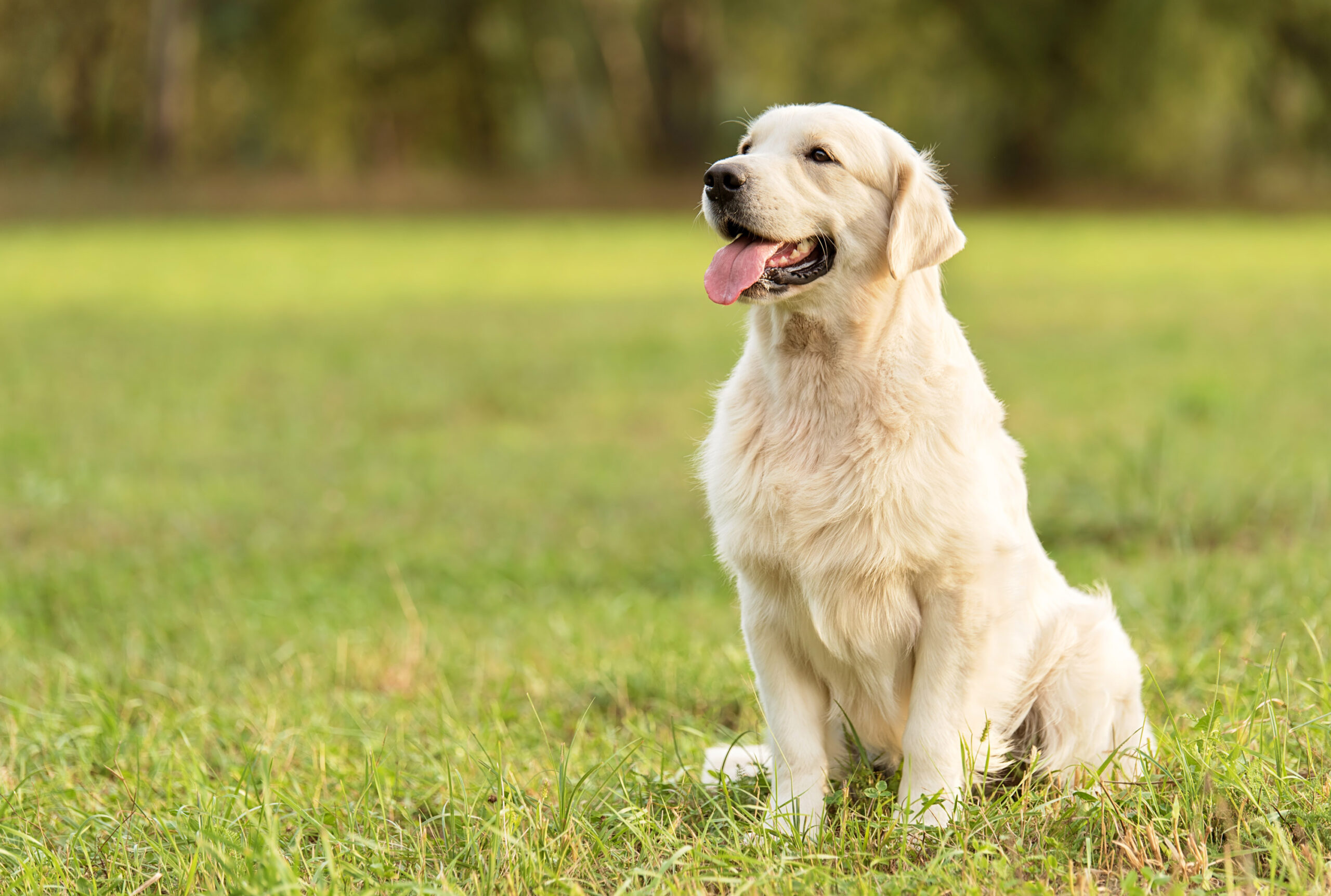 Young Golden Retriever sitting in a field