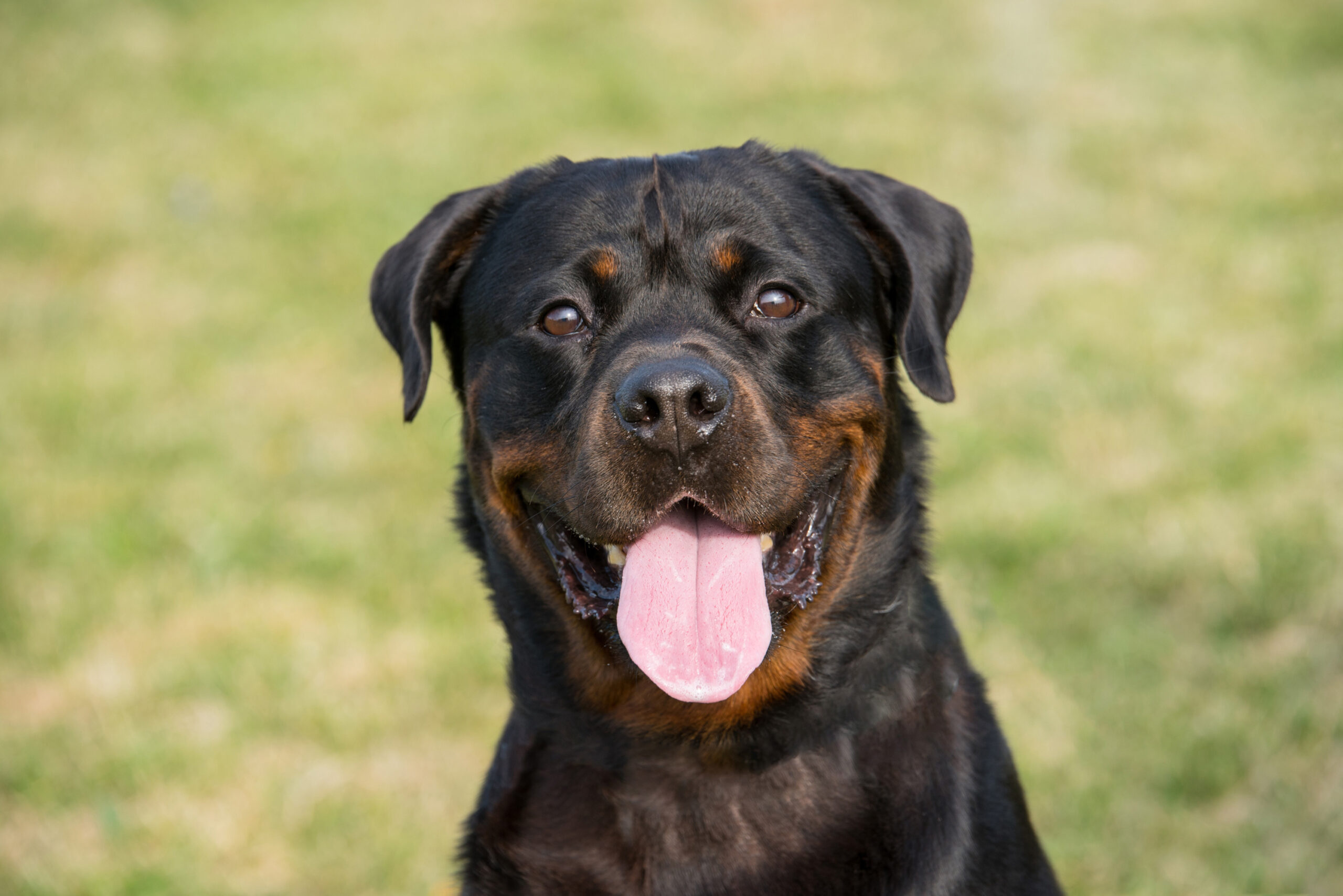 Smiling happy Rottweiler sitting in a field