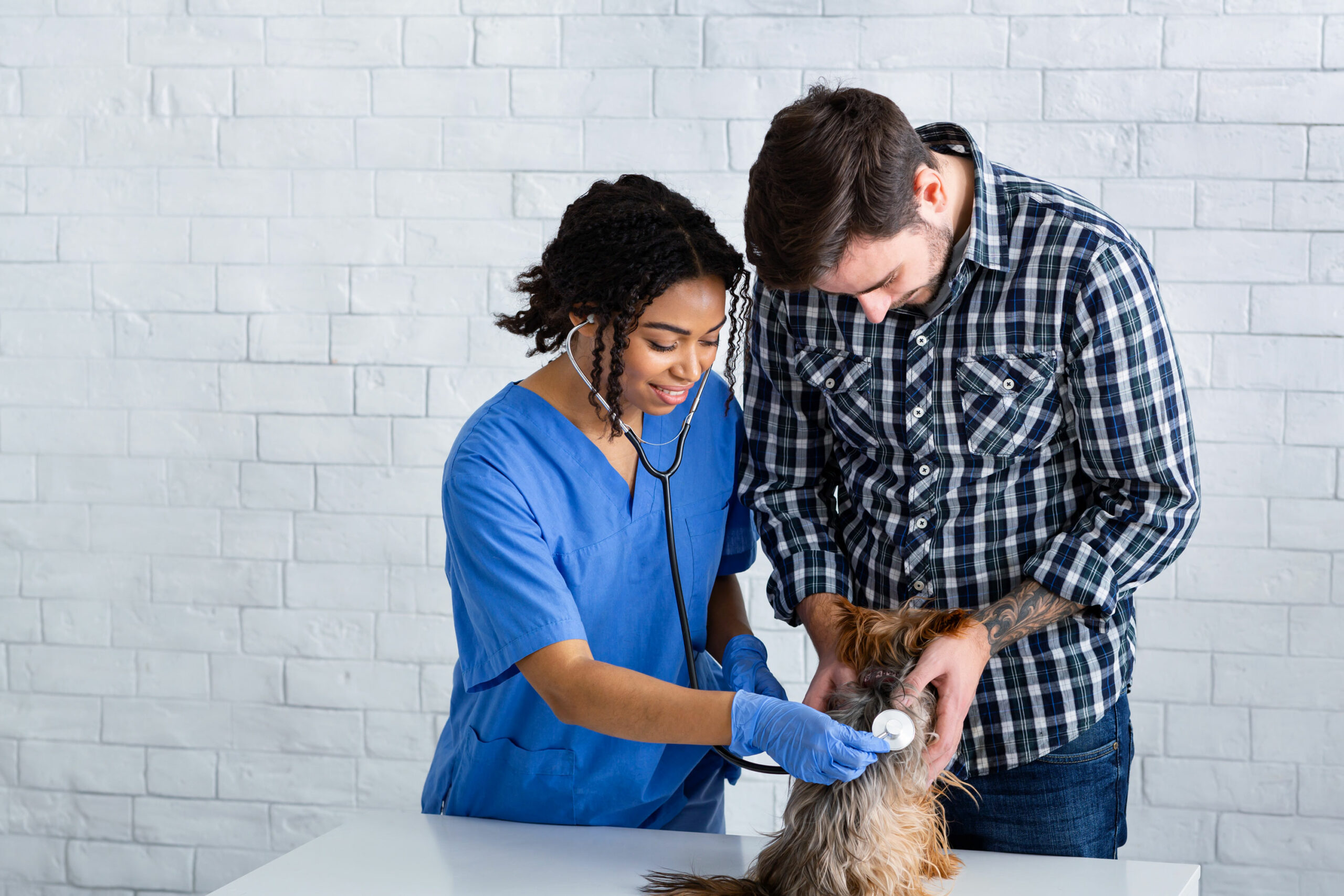 Female vet and male owner, looking at a yorkshire terrier.