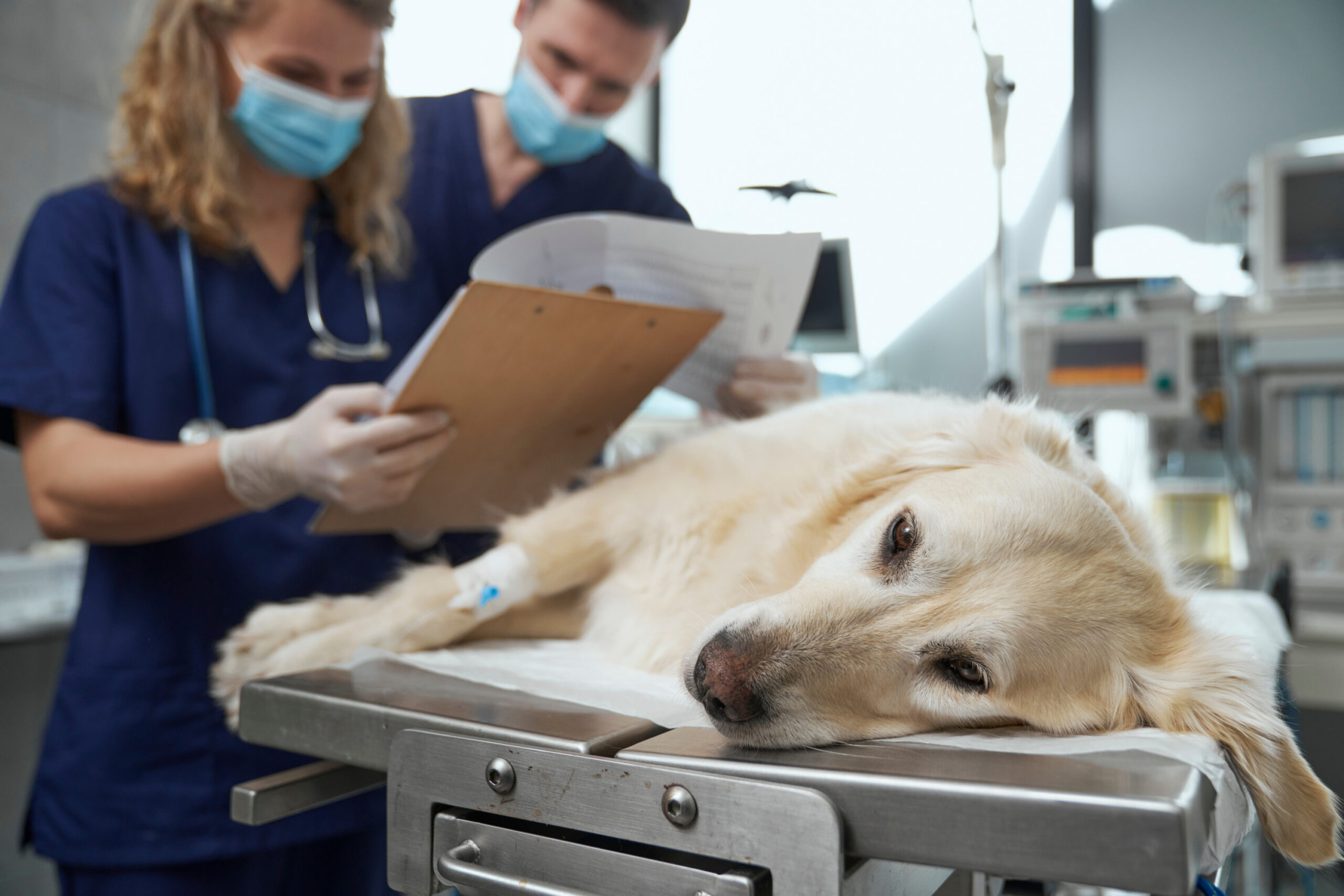 Two vets looking at clipboard while Golden Retriever lays on the table