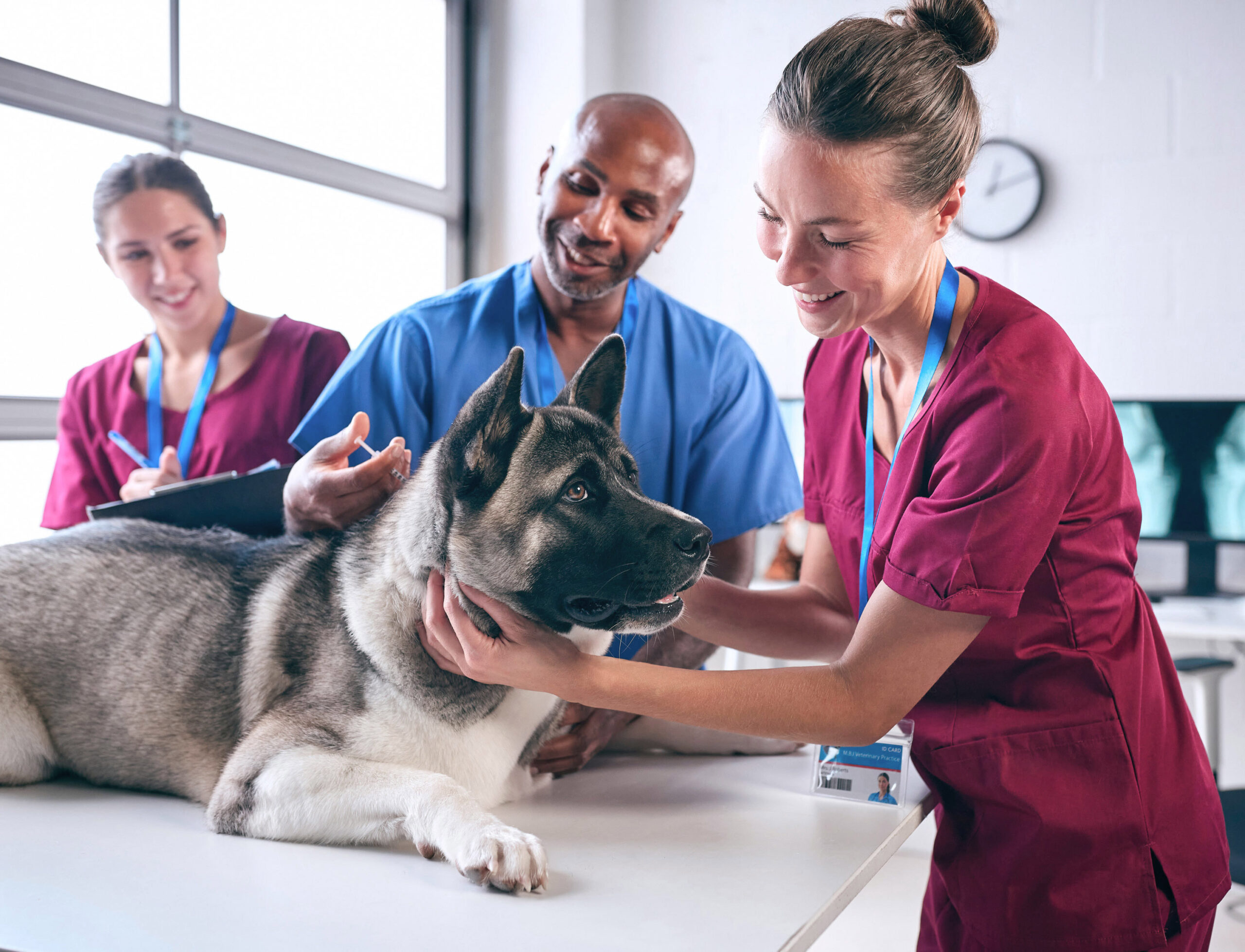 Akita dog on a table, surrounded by vets and vet nurses