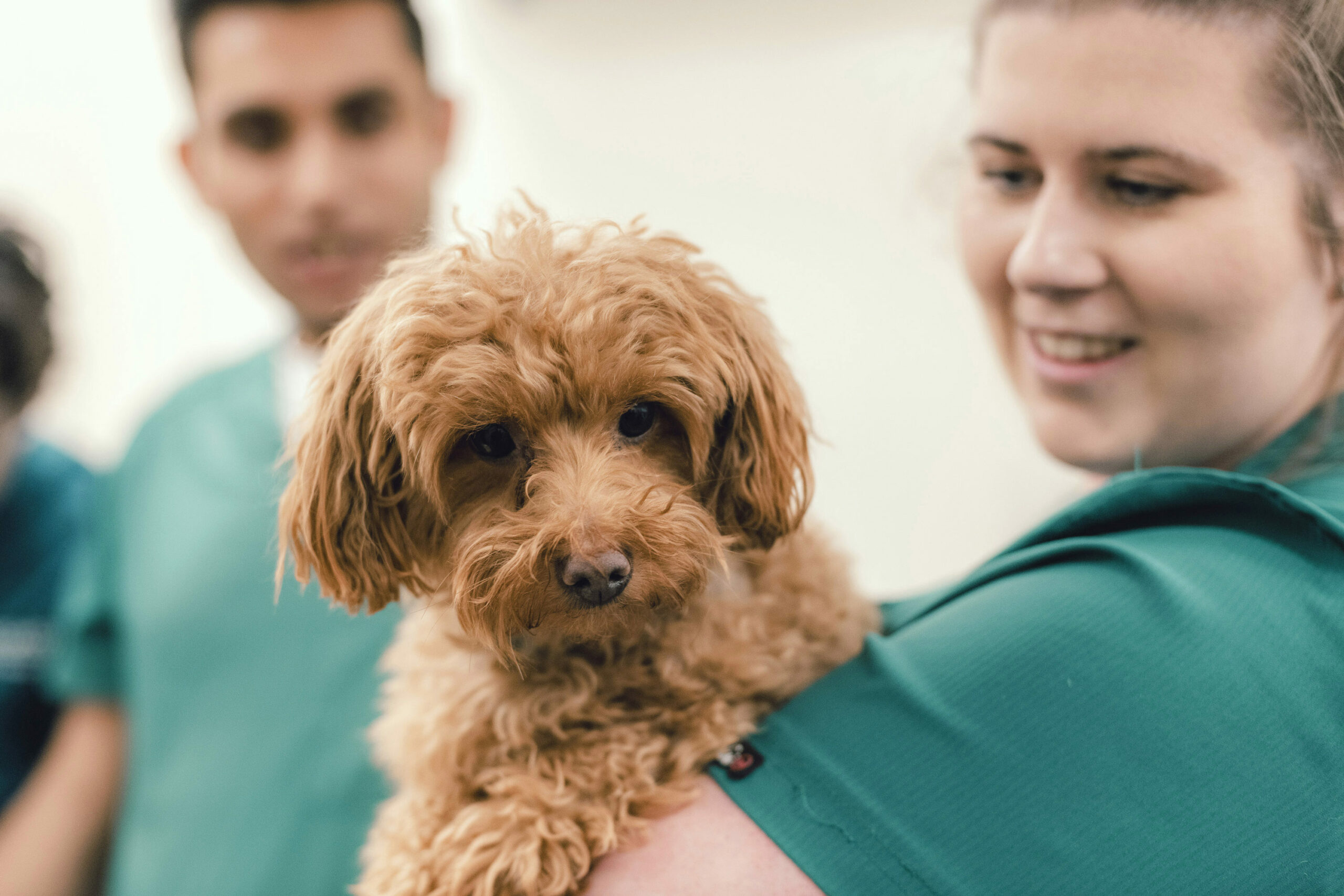 Cockerpoo being held by a vet nurse